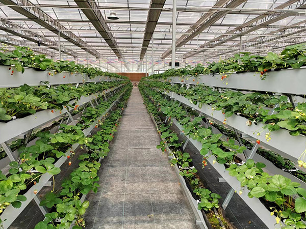 無(wú)土栽培種植