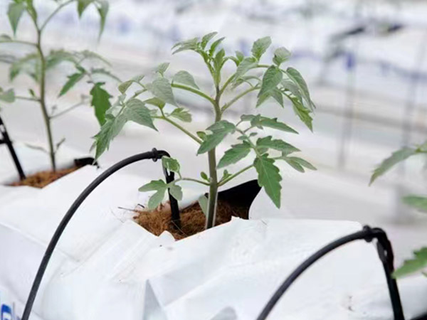 番茄無(wú)土栽培種植