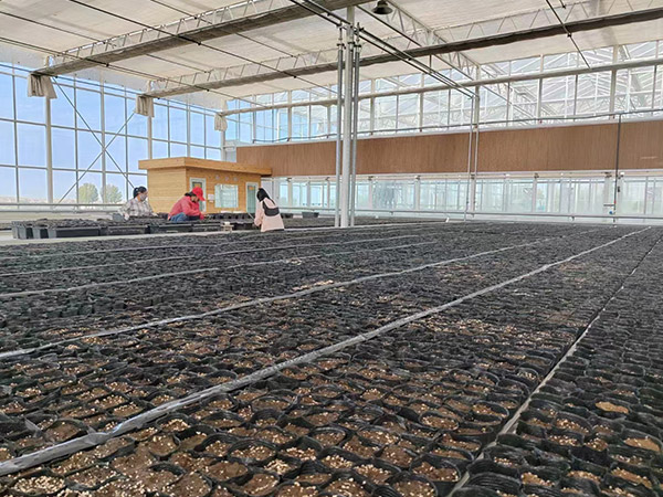 合肥育苗無(wú)土栽培